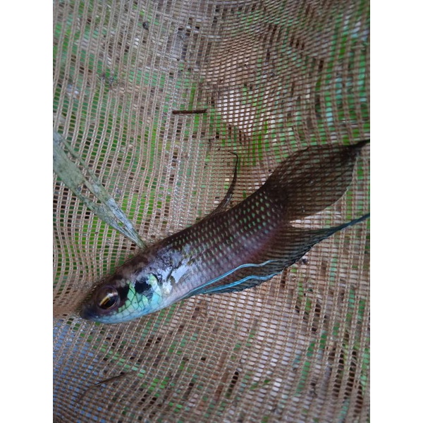 wild Betta raja