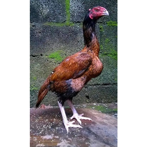 telur tetas ayam shamo super