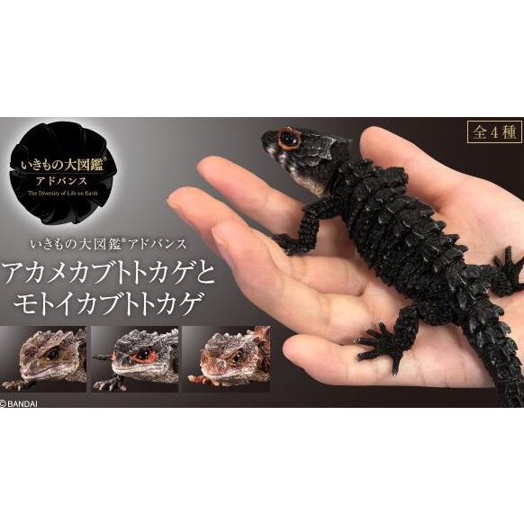 IKIMONO Tribolonotus / Crocodile skink