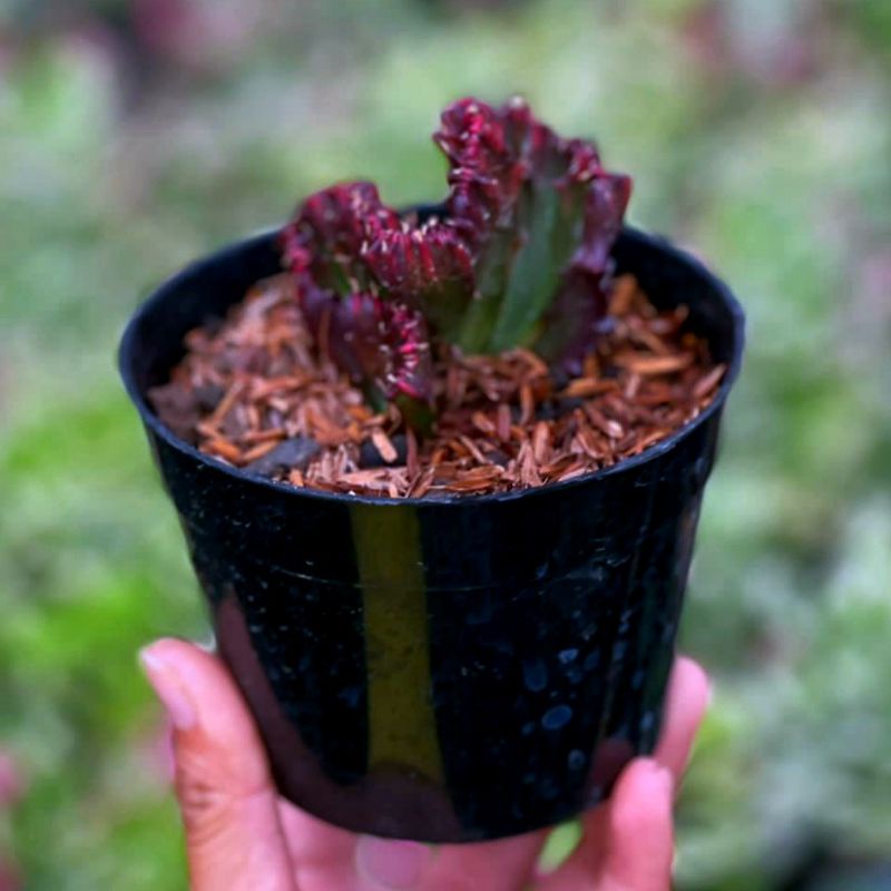 Kaktus Euphorbia Lactea Crested