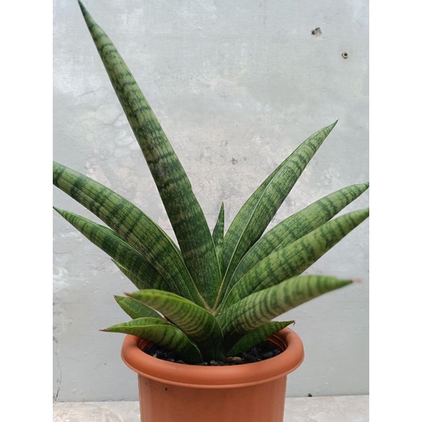 sansevieria marsha anjani. sanse marsha. sanse marsha anjani