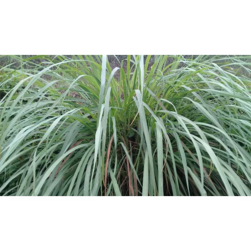 

Batang serai 200 gram