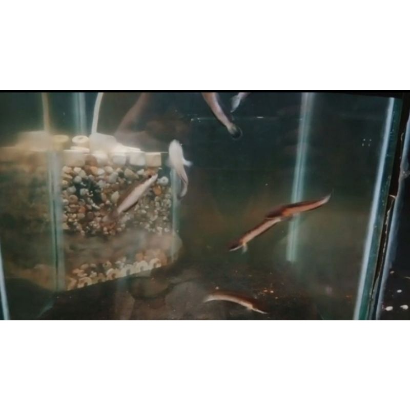 Limbata Golden Stripe 8-9 Cm