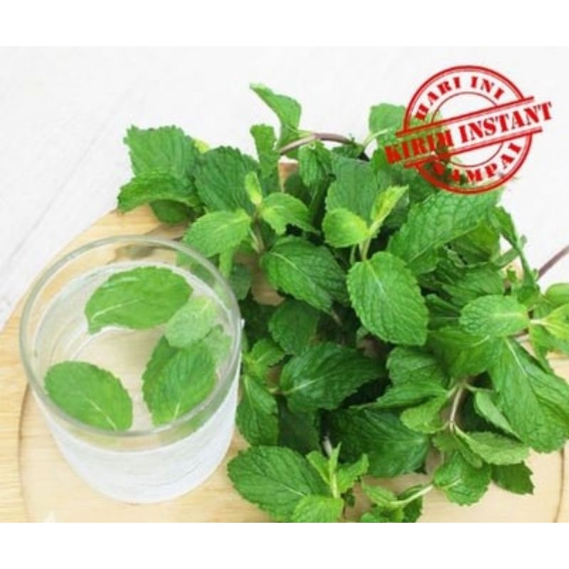 

Daun Mint [100 gram]