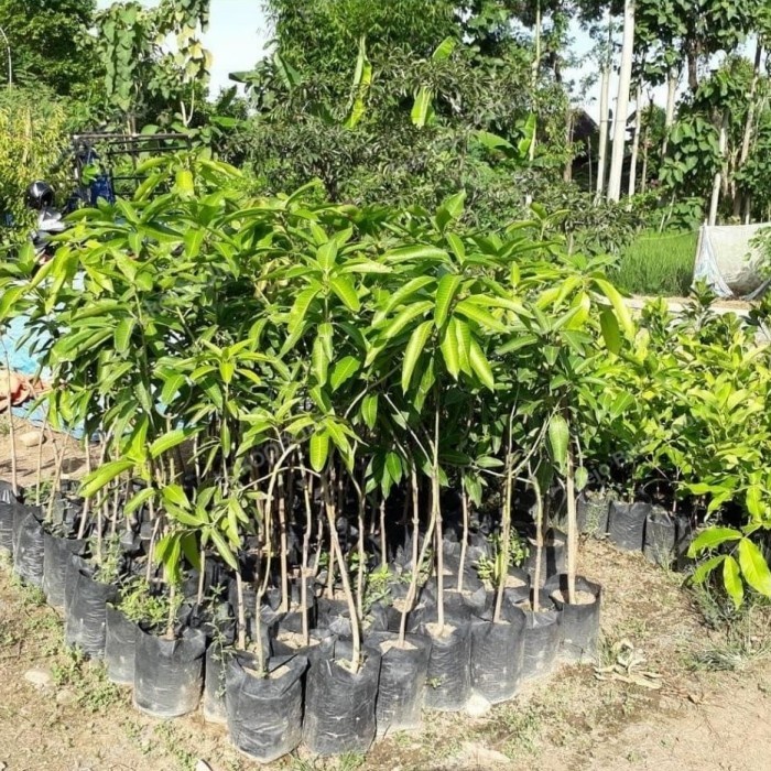 Bibit Tanaman Mangga Cokanan 1 Meter-Pohon Buah Mangga Chokanan 1 M TEMURAH