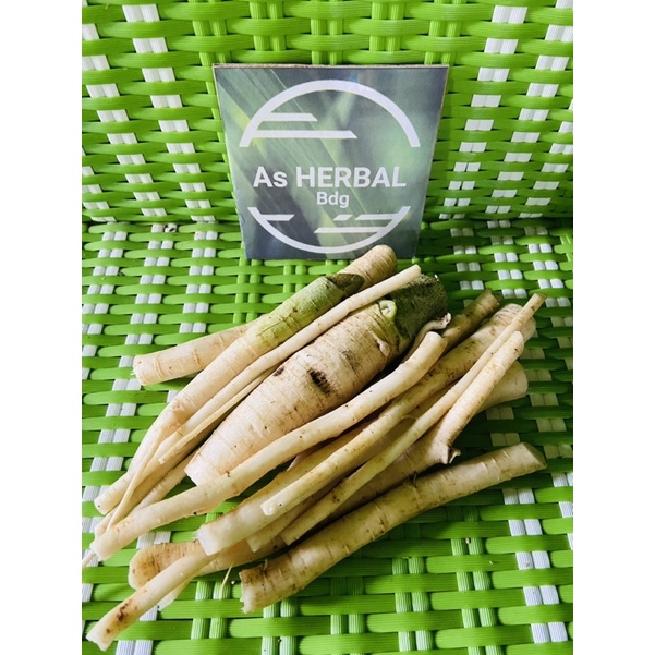 

Jual akar pepaya gantung khusus akar pepaya gantung segar 500 gram-az