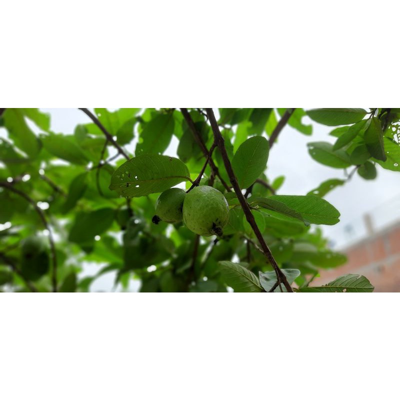 

Guava Leaf3