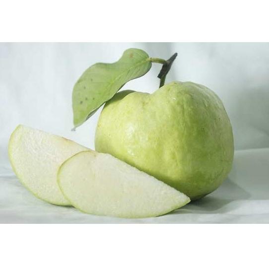 

ㄼX JAMBU KRISTAL FRESH PETIK KEBUN [COD] HIGHT QUALITY NEW PRODUCT 3996 ♘