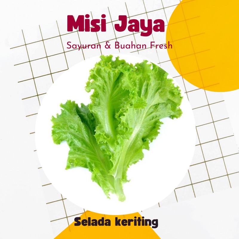 

Selada Keriting