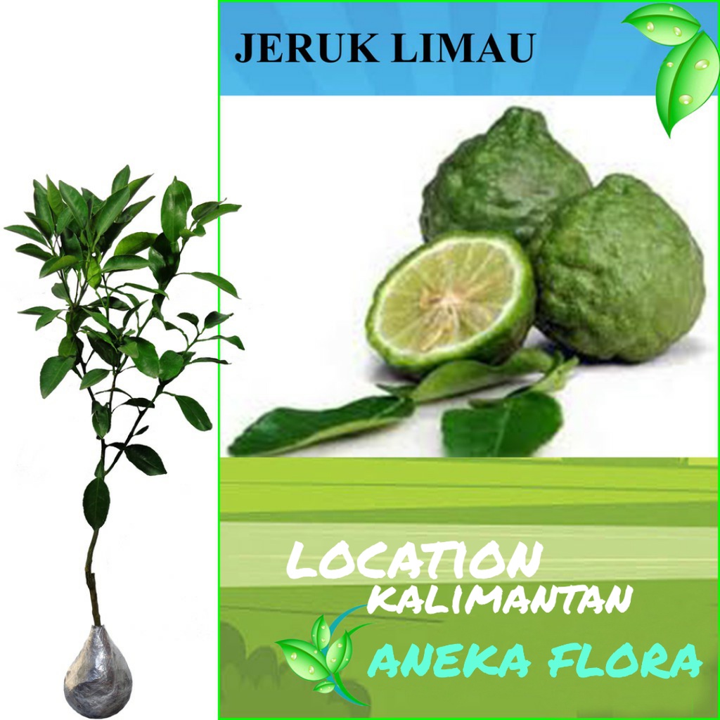 bibit jeruk limau kuit (60-80cm)