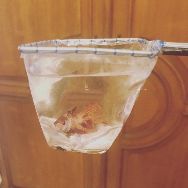 Berkualitas Serokan Saringan Gayung Plastik Besar Ikan Hias Kontes Aquarium & Cupang Giant