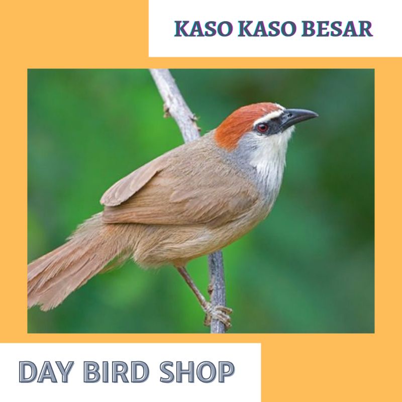 BURUNG KASO KASO BESAR BUNYI