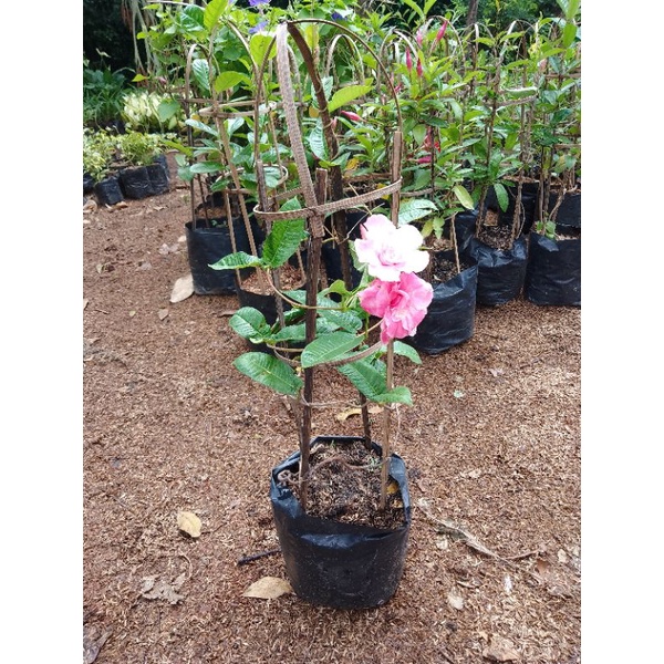 Tanaman Bunga Alamanda Cantik Murah/ Bunga Alamanda Hidup Berbunga