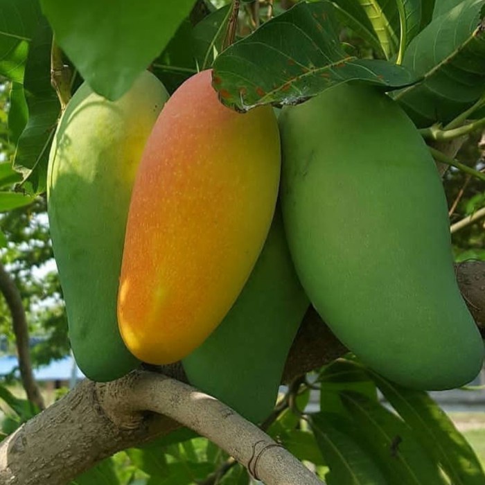 Pohon mangga golek - Tambulapot - Bibit pohon buah manggah golek india TEMURAH