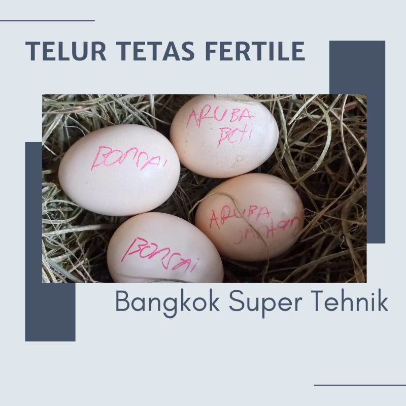 

TELUR TETAS AYAM PAKHOY REDBULL