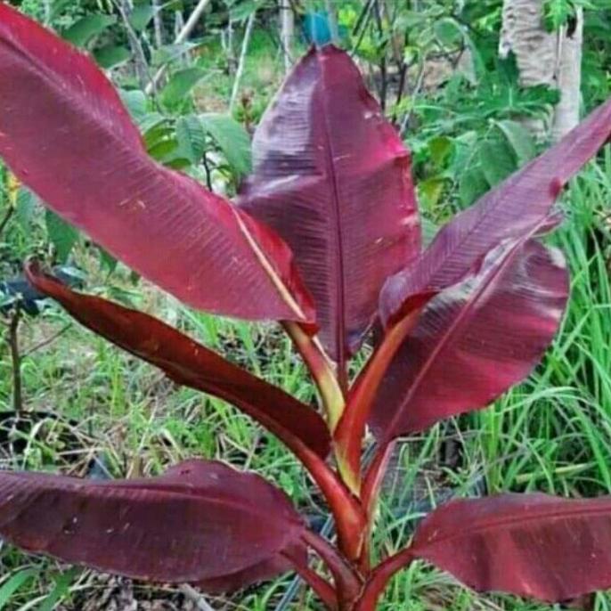 bibit bonggol pisang ruby merah siam asli sumatra