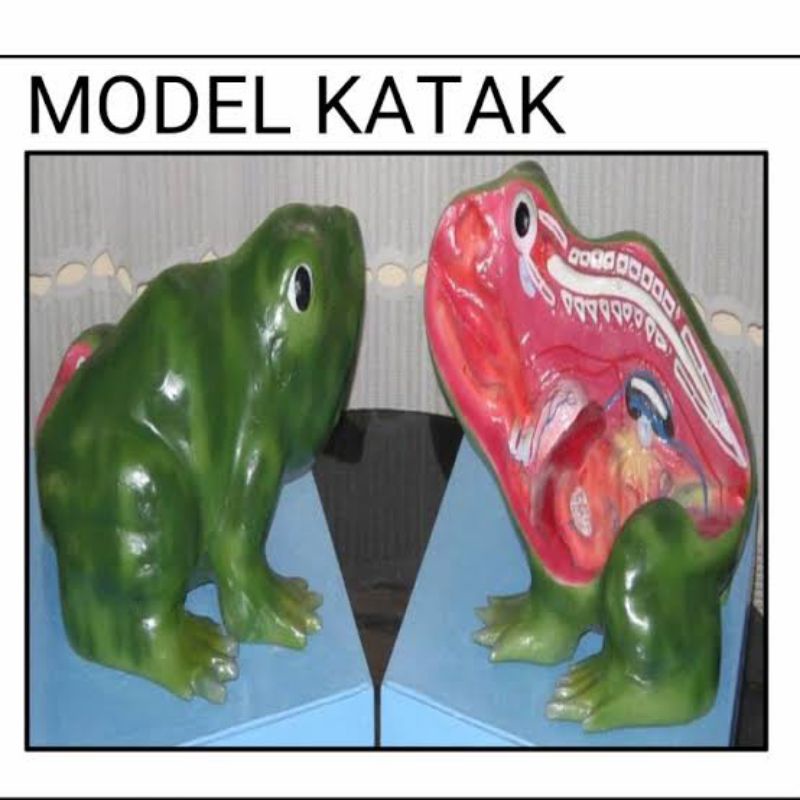 

model katak alat peraga pendidikan torso model katak