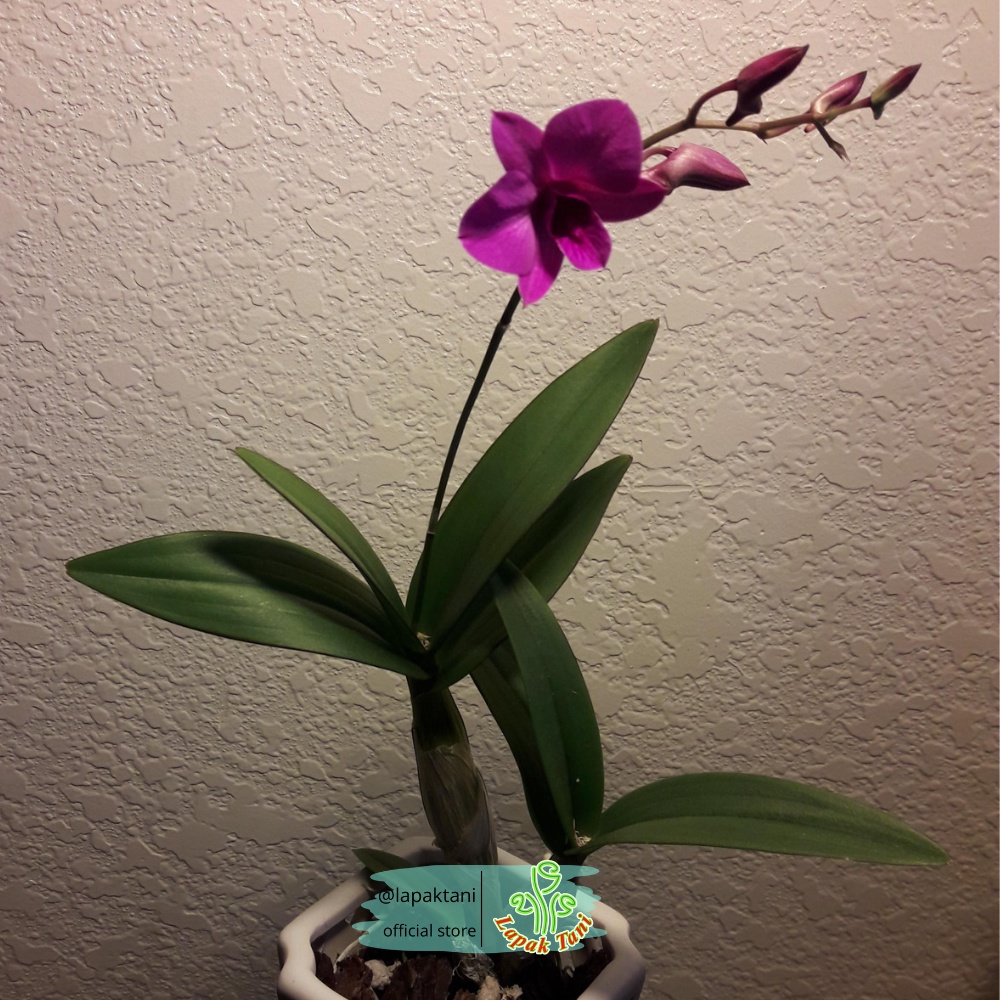 Dendrobium Enobi Purple Dewasa Siap Bunga