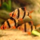 ikan hias sumatra ikan hias aquascape sumatra ikan sumatra air tawar ikan hias aquarium