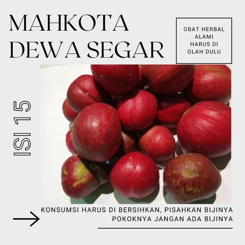 

isi 15 Buah Mahkota Dewa Segar /fresh /PHALERIA MACROCARPA/BUAH SIMALAKAMA/ Herbal Mahkota Dewa Obat Asam Urat,Vertigo, Darah Tinggi Dll