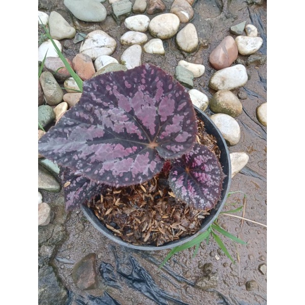 Begonia Rex purple