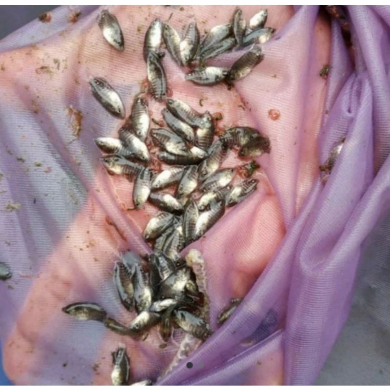 paketan 50 ekor bibit gurame ukuran kuaci