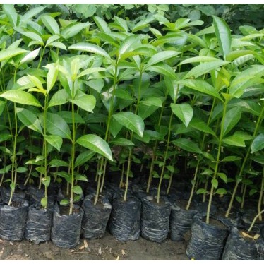 Bibit Rambutan Binjai Unggul Bibit Buah Tabulampot