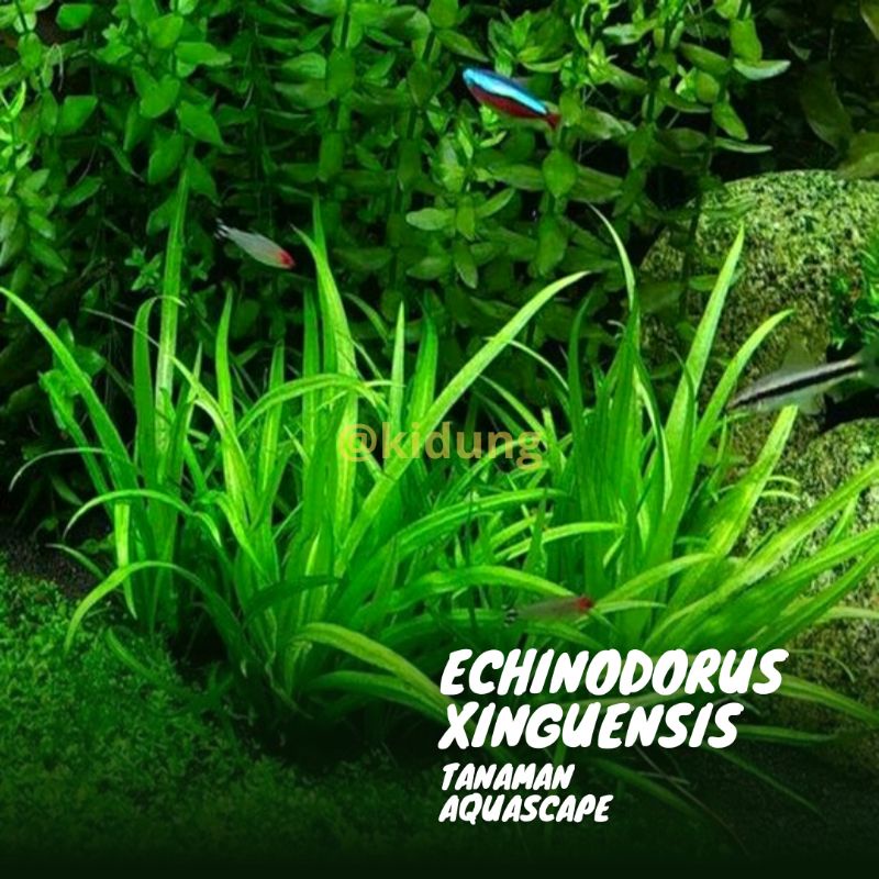 Echinodorus Xingu ( Tanaman Aquascape Tanpa Co2 )
