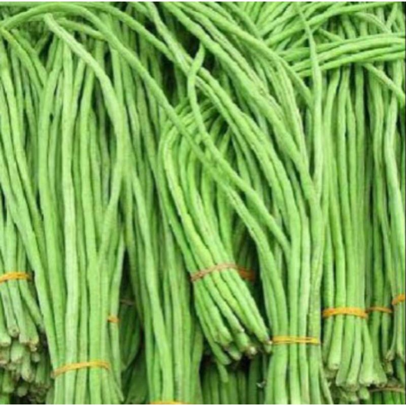 

kacang panjang fresh/kacang panjang segar