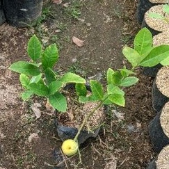 Tanaman Buah Jeruk Lemon Berbuah Bergaransi