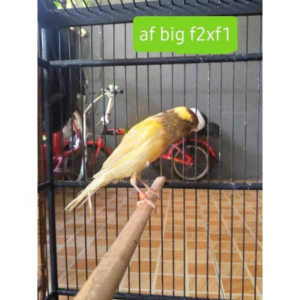 burung kenari af big