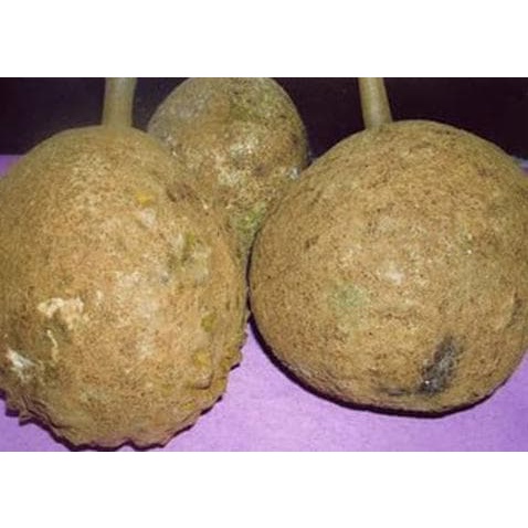 #_# Bibit Buah Durian Gundul UnggulEcer Bibit Tanaman Durian Sukun VIRAL