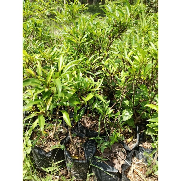 BRINGIN AFRICA FIKUS AFRIKA FIKUS BERINGIN