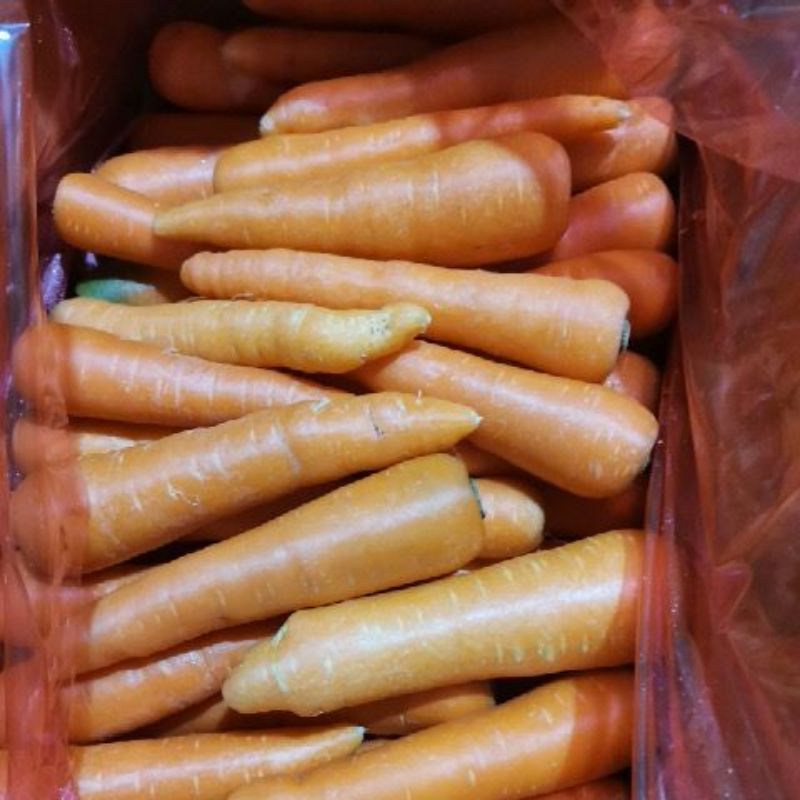 

WORTEL BERASTAGI/ WORTEL BUAH/ WORTEL SAYUR 500g