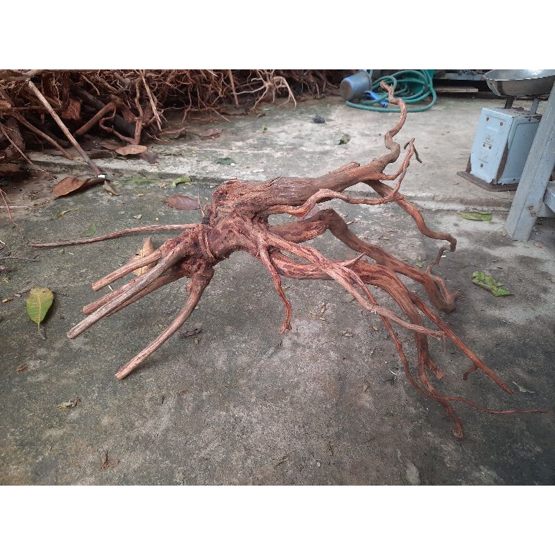 Akar rasamala size XXL