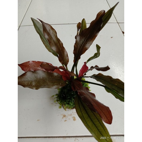 Echinodorus red special mix moss tanaman Aquascape