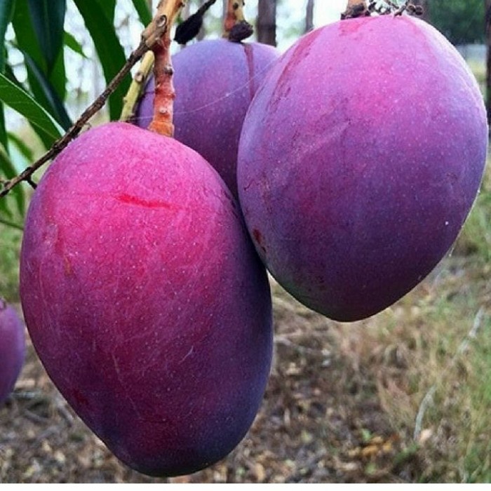 bibit pohon mangga irwin ungu cangkokan FF11