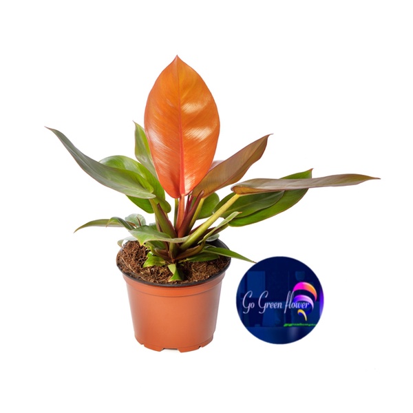 PRINCE ORANGE philodendron red sun bibit tanaman prince of orange