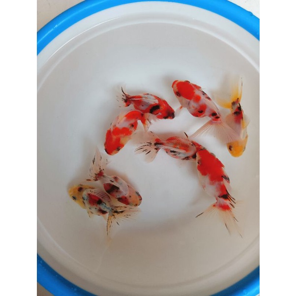 Ikan mas koki oranda calico / sakura ikan hias mas koki