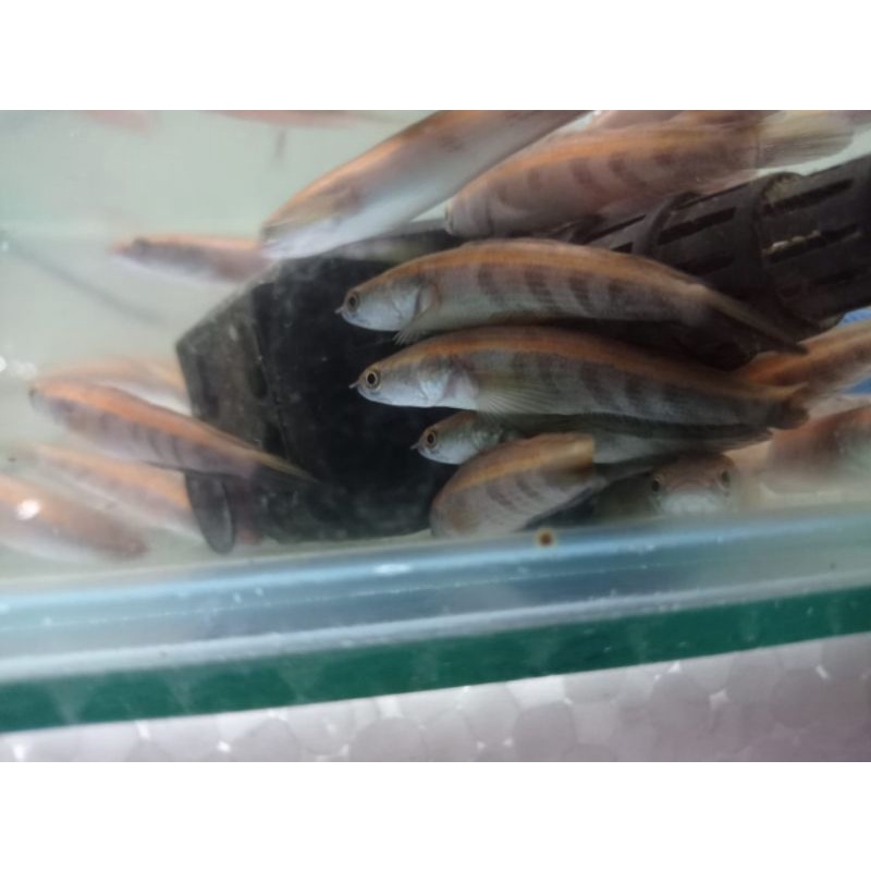 Maru red barito 4-5cm