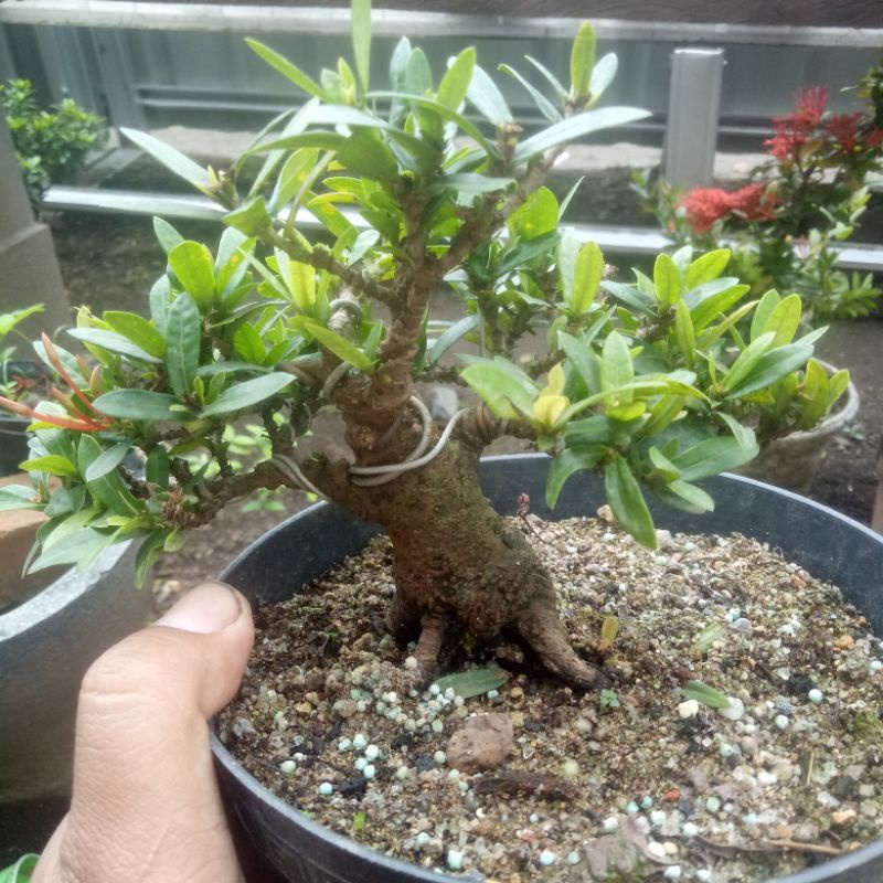 bonsai Asoka programan