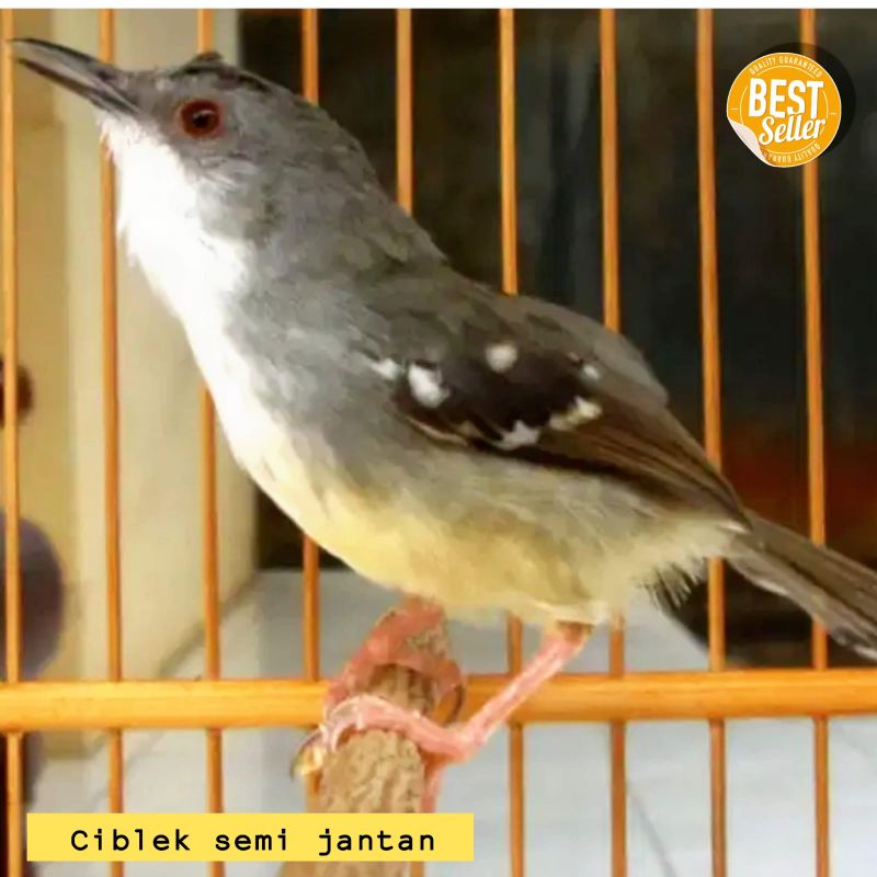 Burung ciblek semi jantan rawatan rajin bunyi cisem gacor pilihan