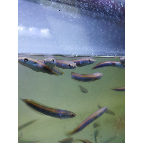 MARU OREN RIAU ASLI 100%