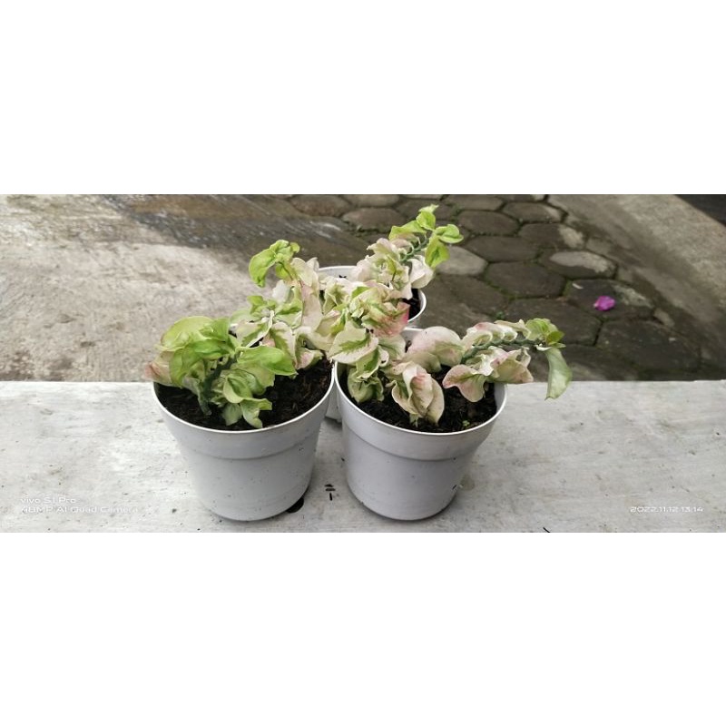 TANAMAN GANTUNG PATAH TULANG KRIWIL