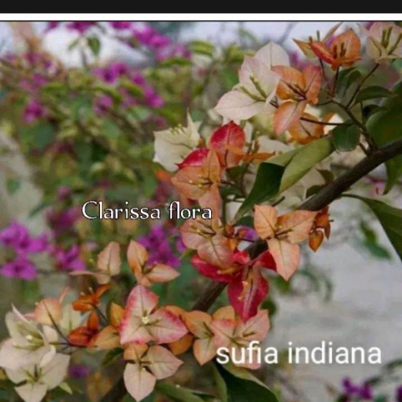 TANAMAN HIAS BOUGENVILLE SUFIA INDIANA - POHON BOUGENVILLE