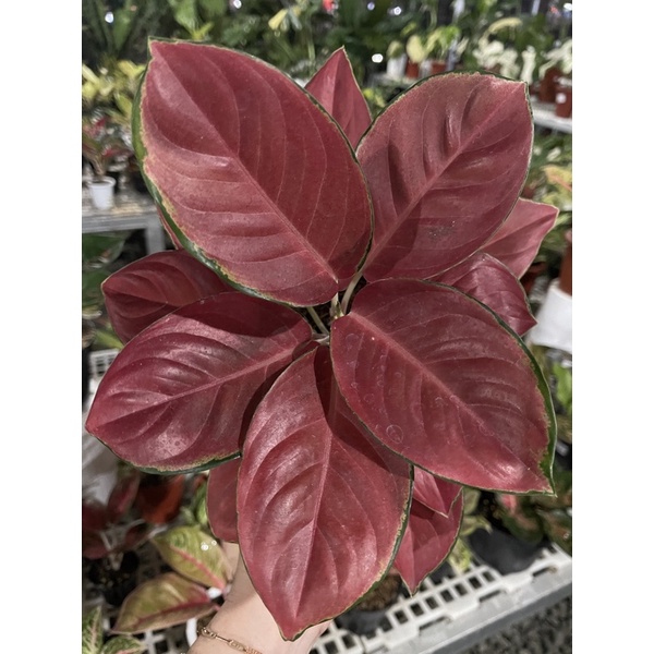 Aglonema Charlie Brown Req. Mamih indah