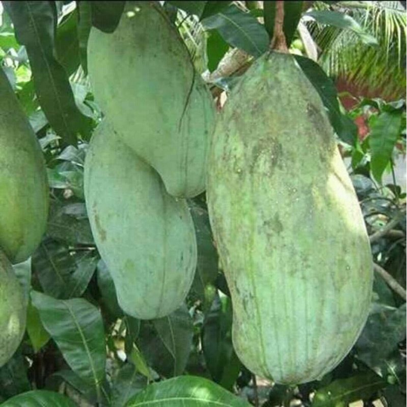 Mangga Mahatir / Bibit mangga Mahatir majalengka buah besar