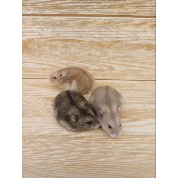 Hamster Winter White INDUKAN ( GRAB ONLY -KHUSUS AREA PALEMBANG)