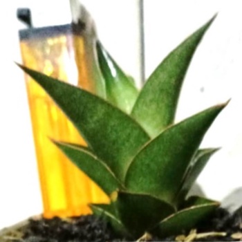 Sanseviera Hybrid Maya Perform Ciamik/ Sansivera Hybrid Maya Gemuk