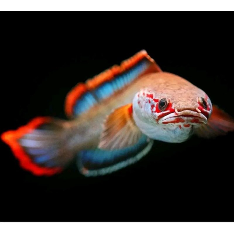 channa fire and ice (si ekor api)